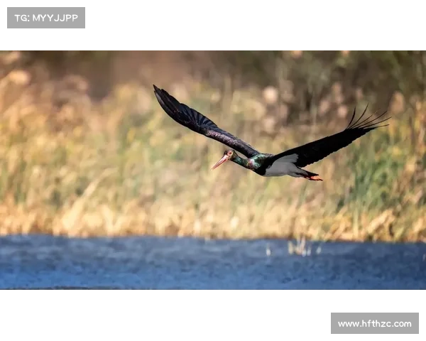 飞鸟手游_飞鸟游戏平台:飞鸟苍穹之翼:奇幻冒险的翱翔 飞鸟手游_飞鸟游戏平台:飞鸟苍穹之翼:奇幻冒险的翱翔